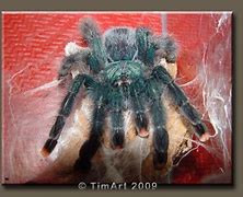 Image result for Avicularia Metallica