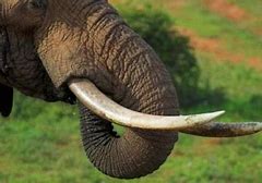 Image result for Baby Elephant Tusks