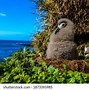 Image result for Fluffy Baby Albatross