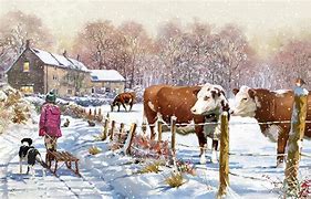 Image result for Christmas Cattle