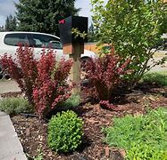 Image result for Barberry Orange Rocket 5 Gal