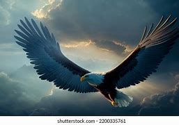 Image result for Eagle Flying Top View