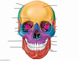 Image result for Skull Bones Anterior View