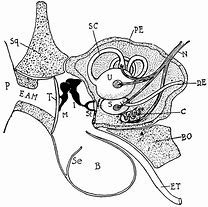 Image result for Cat Ear Diagram