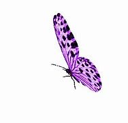 Image result for Purple Butterflies GIF