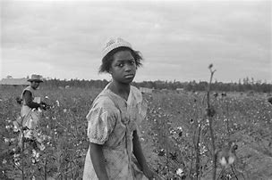 Image result for Black Picking Cotton