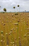 Image result for Flax Plant Linen