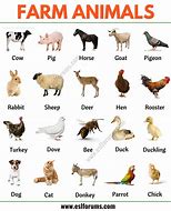 Image result for Farm Animal Shapes