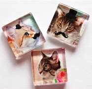 Image result for Cat Magnets