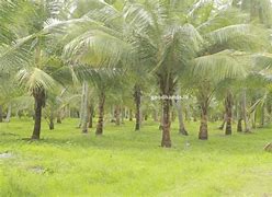 Image result for Coconut Cultivation