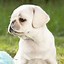 Image result for White Puffy Doggo