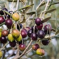 Image result for Mission Olive Tree