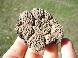 Image result for Glyptodon Scutes