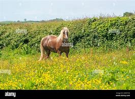 Image result for Welsh Cob Horse