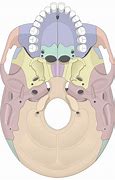 Image result for Skull Inferior View