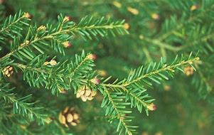 Image result for Hemlock Pics