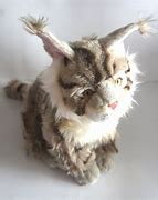 Image result for Maine Coon Cat Plush