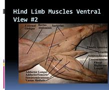 Image result for Cranial Tibial Muscle Dissected Cat