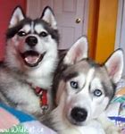 Image result for Husky Service Dog