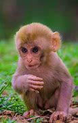 Image result for Cute Baby Vervet Monkey