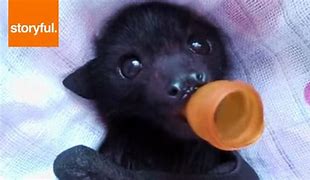 Image result for baby bat care