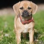 Image result for Puggle Love