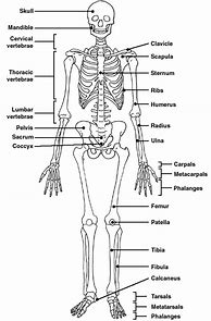 Image result for Knee Bone Labled