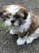 Image result for Maltese and Shih Tzu Mix