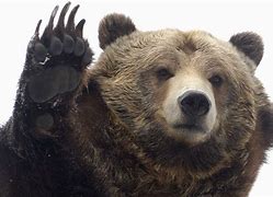 Image result for Grizzly Bear Mini