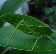 Image result for Leaf Insect Species