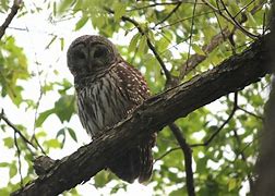 Image result for barred owl nest box camera