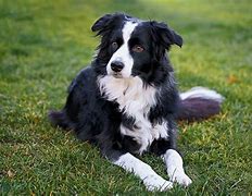 Image result for Smart Dog Breeds