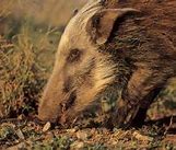 Image result for African Bushpig