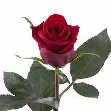 Image result for Queen Roze