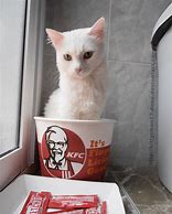 Image result for Kentucky Fried Cat