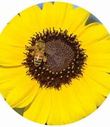 Image result for Hi I'm Bee