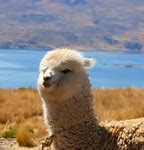 Image result for Alpaca Diet