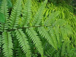 Image result for Athyrium Vidalii