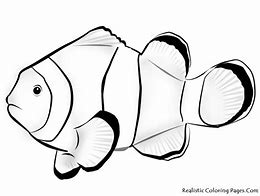 Image result for Black Fish From Nemo