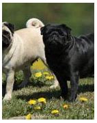 Image result for Tipos De Pug