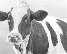 Image result for Friesian Cow Showing