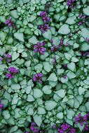 Image result for Purple Dragon Flower