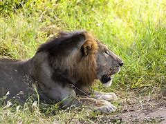 Image result for Teenage Male Lion