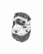 Image result for Hedgehog Drawing