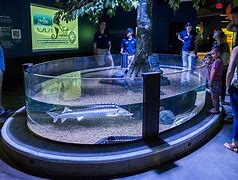 Image result for Odysea Aquarium Piranha