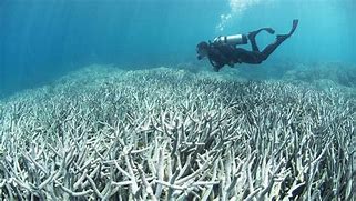 Image result for Global Warming Coral Bleaching