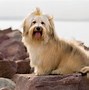 Image result for Small Toy Dog Breeds