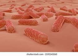 Image result for Microbacterium Skin