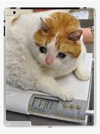 Image result for Sad Fat Dogh