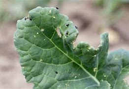 Image result for Blueberry Pests